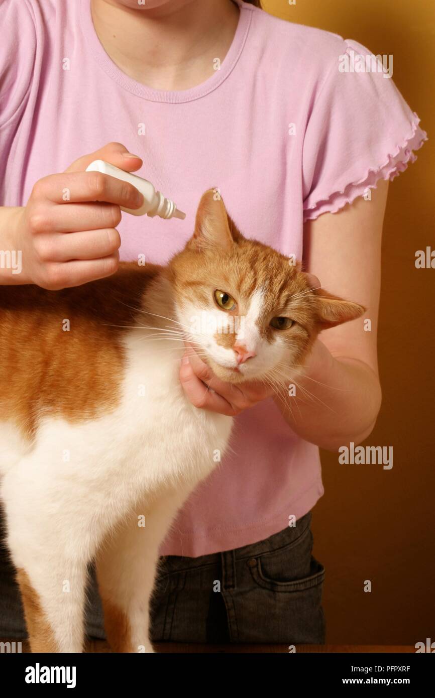 Femme Tenant Tete De Chat Comme Elle S Applique Ear Drops Photo Stock Alamy Femme Tenant Tete De Chat Comme Elle S Applique Ear Drops Photo Stock Alamy