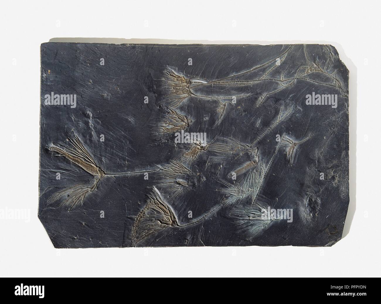 Mer Parisangulocrinus (Lily), plusieurs spécimens fossilisés, en pierre noire, l'ère du Dévonien Banque D'Images