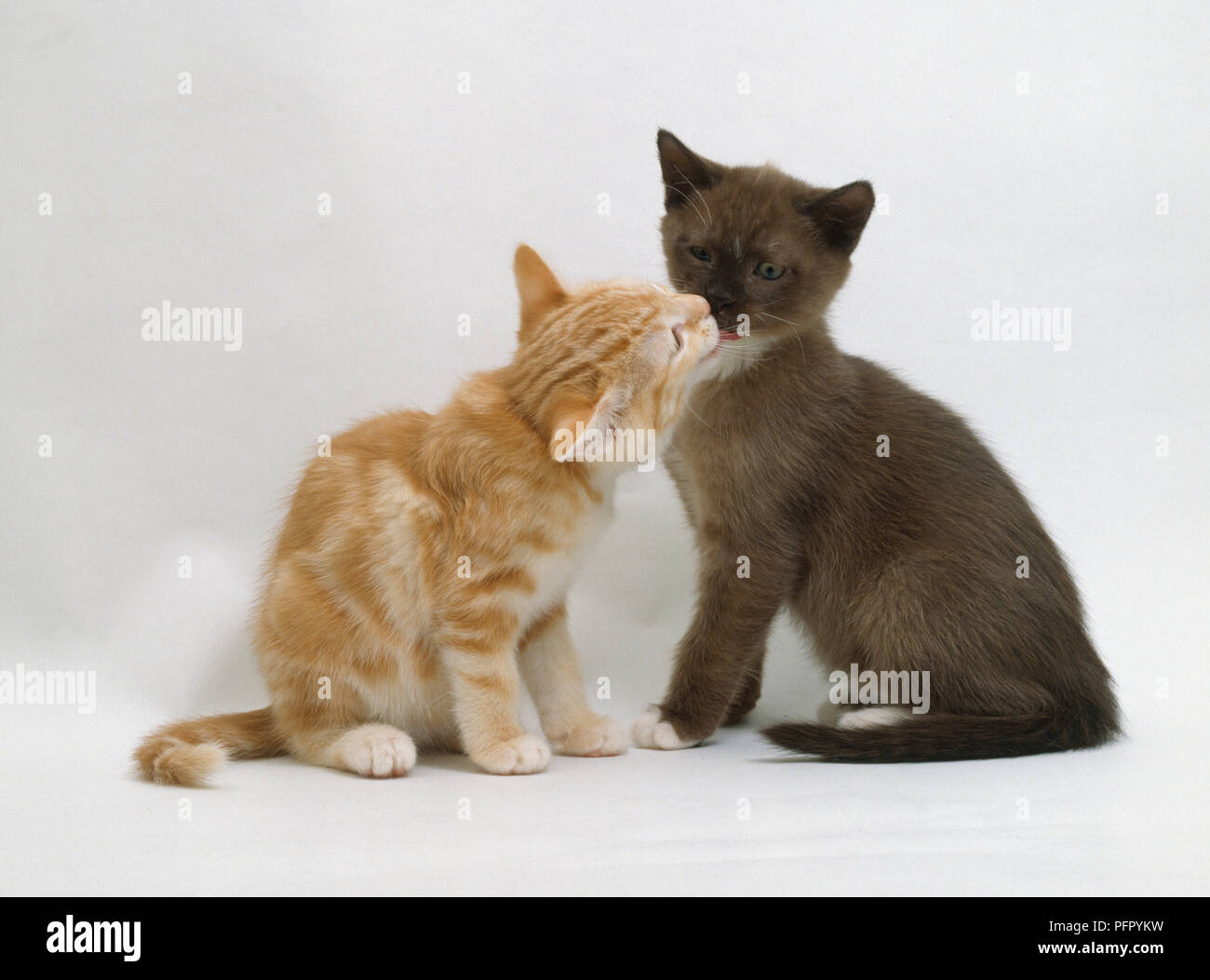 Ginger kitten tabby brun et blanc et chaton jouer-combats Banque D'Images