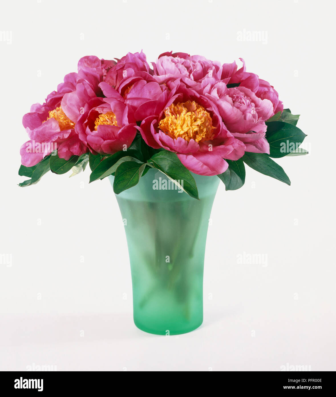 Rose vif et jaune vert opaque pivoines dans un vase en verre Banque D'Images
