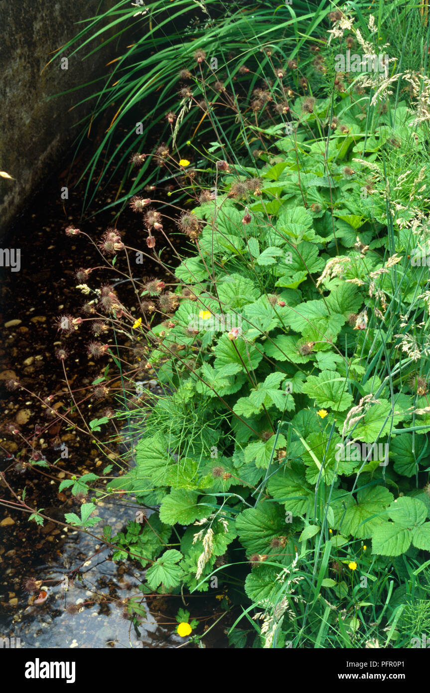 Geum rivale (benoîte de l'eau) et d'autres plantes qui poussent au bord d'un étang, close-up Banque D'Images