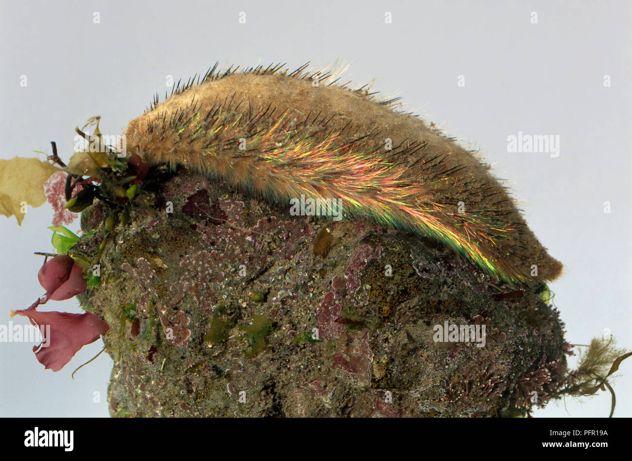 La souris de mer (Aphrodita aculeata) sur un rocher Banque D'Images