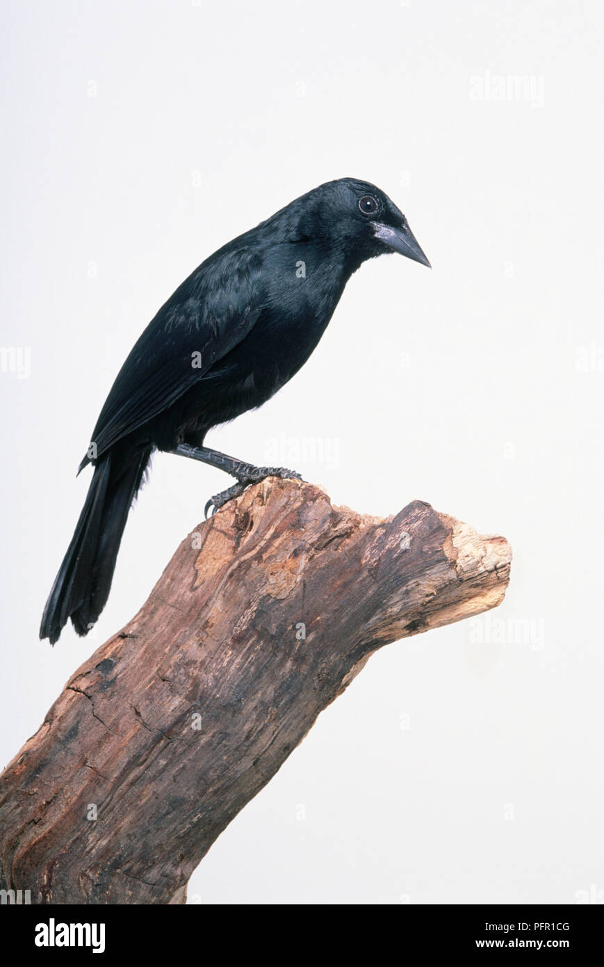 Blackbird mélodieux (Dives dives) perching on tree stump Banque D'Images