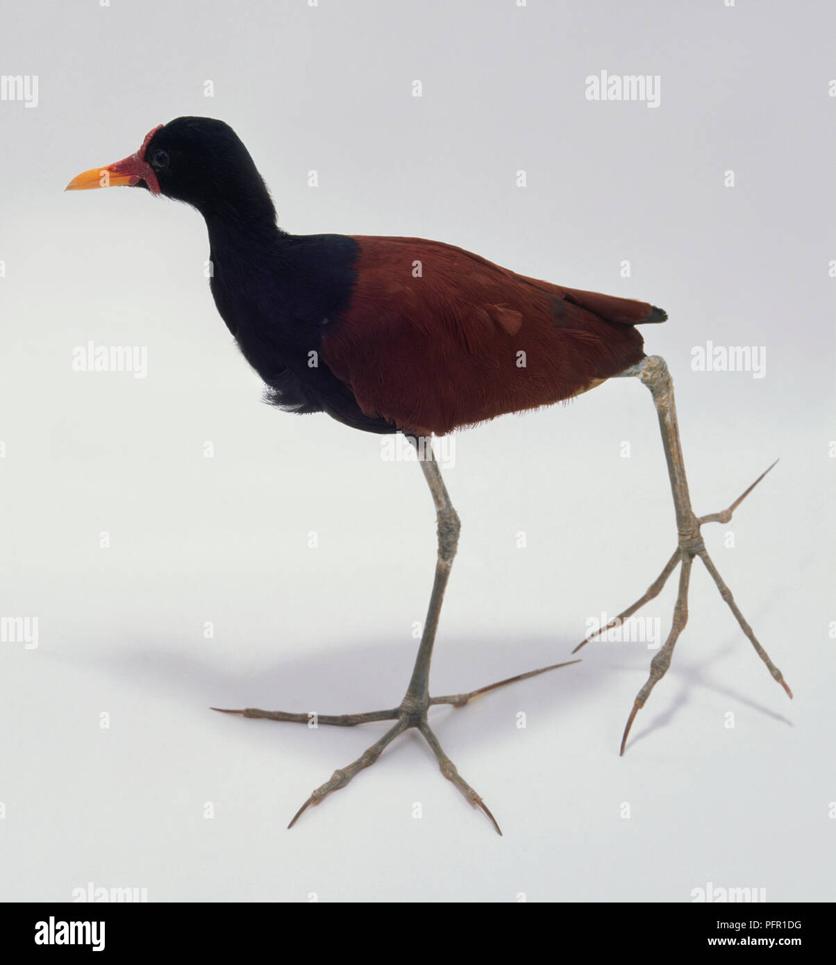 Jacana jacana Jacana (réorganisation) avec de grands pieds et jambes longues utilisées pour la pêche à gué Banque D'Images