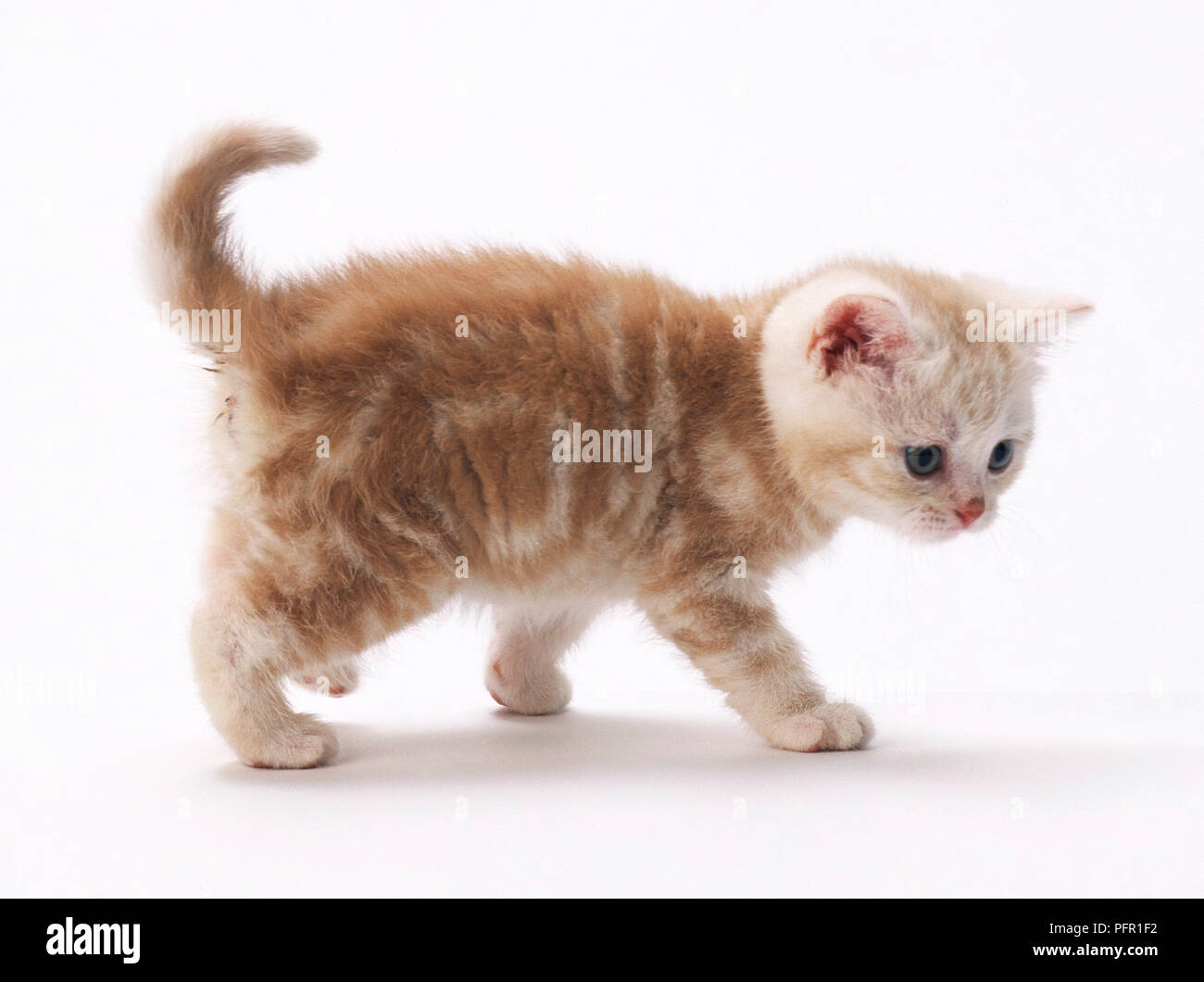 Ginger tabby kitten, side view Banque D'Images