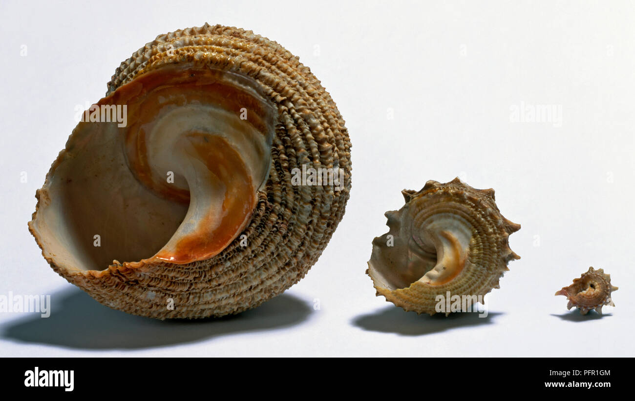 Trois Turban coquilles d'escargots de différentes tailles Banque D'Images