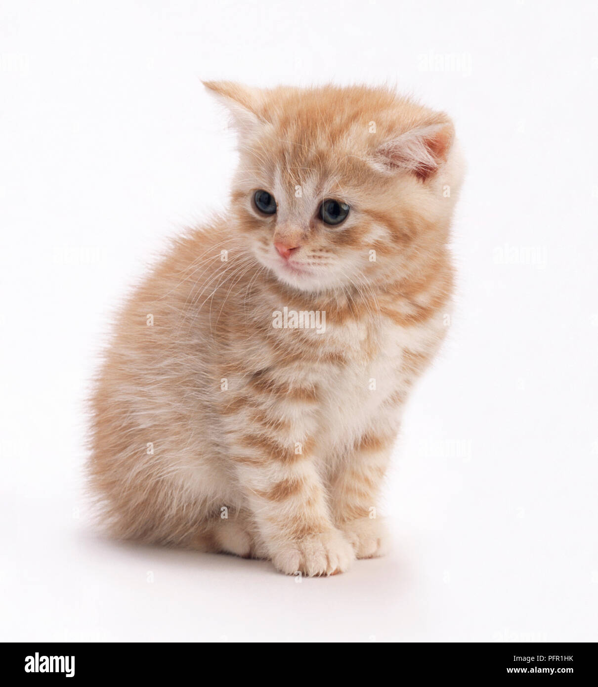 Ginger tabby kitten, looking away Banque D'Images
