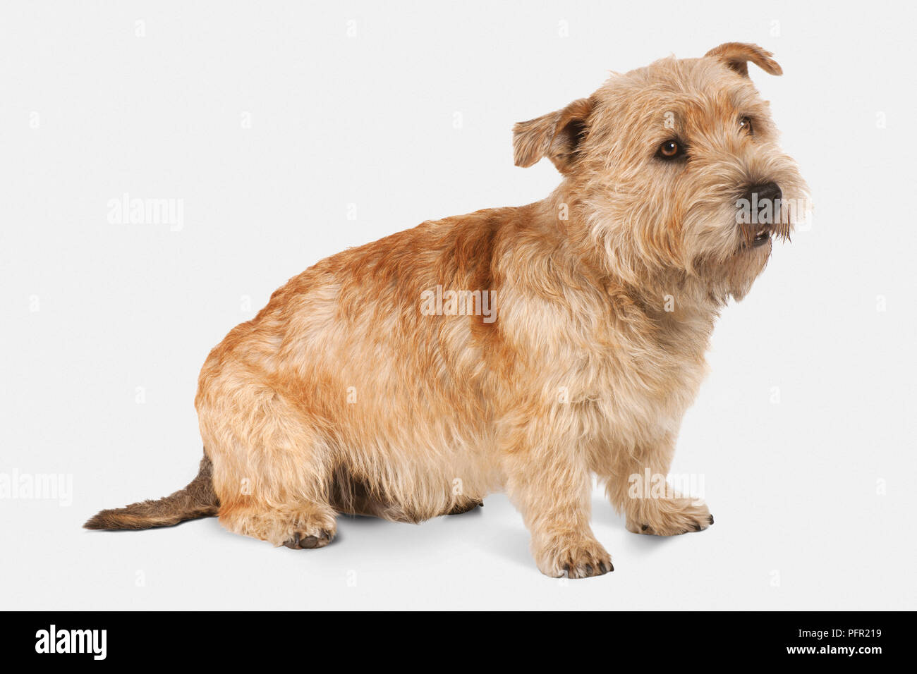 Terrier Glen of Imaal (Glen of Imaal Terrier, Terrier Wicklow) Banque D'Images