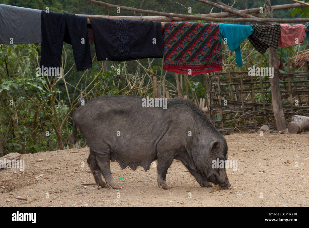 Le Laos, le nord du Laos, entre Muang Sing et Oudomxai, cochon en cour et lave-hung out to dry au village Hmong Banque D'Images