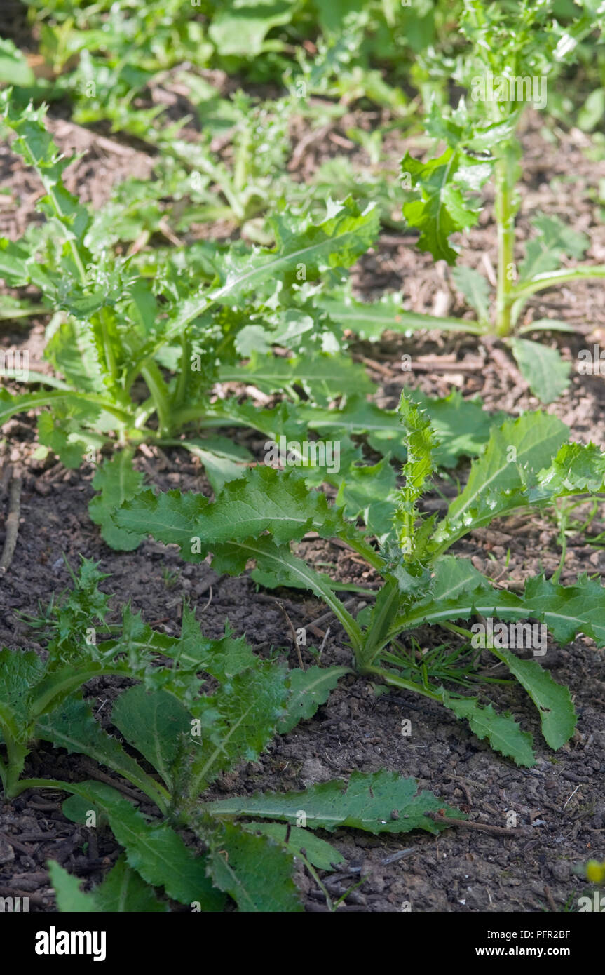 Sonchus asper (laiteron piquant, laiteron épineux) Mauvaises herbes Banque D'Images