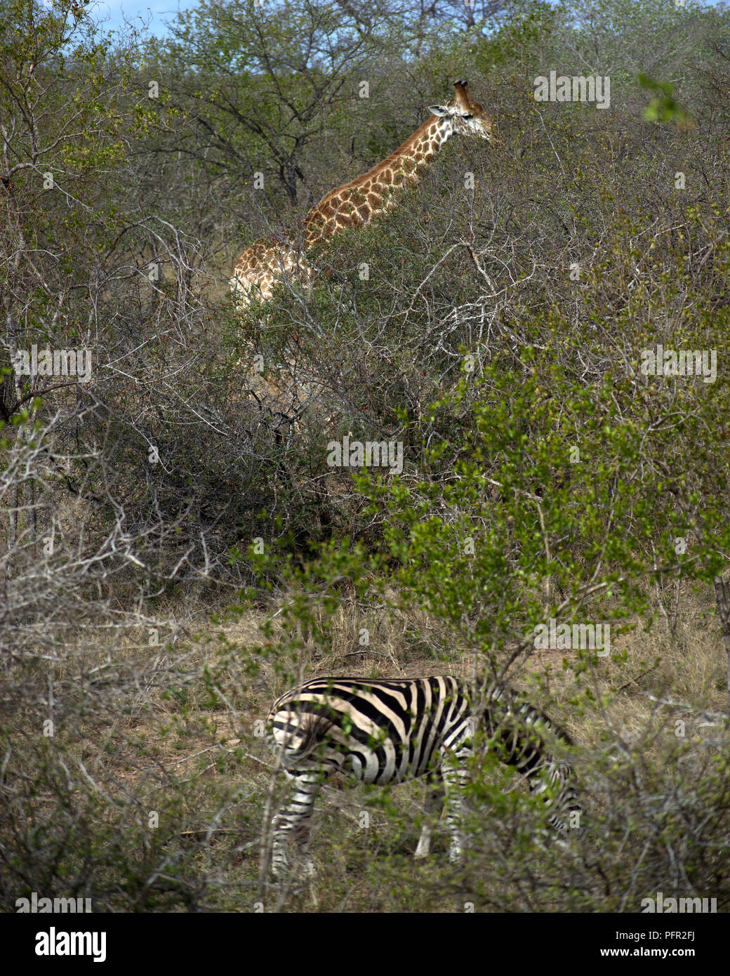 Des zèbres et des girafes, Kruger, Afrique du Sud Banque D'Images