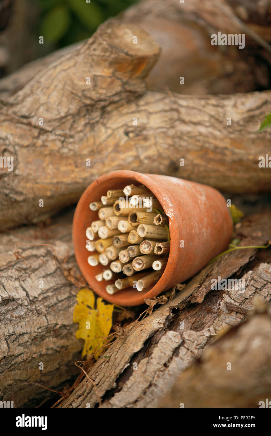 Bee fait maison maison à l'aide d'un cache-pot en terre cuite et des tiges de bambou Banque D'Images