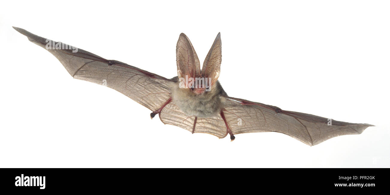 Oreillard gris (Plecotus austriacus) flying Banque D'Images