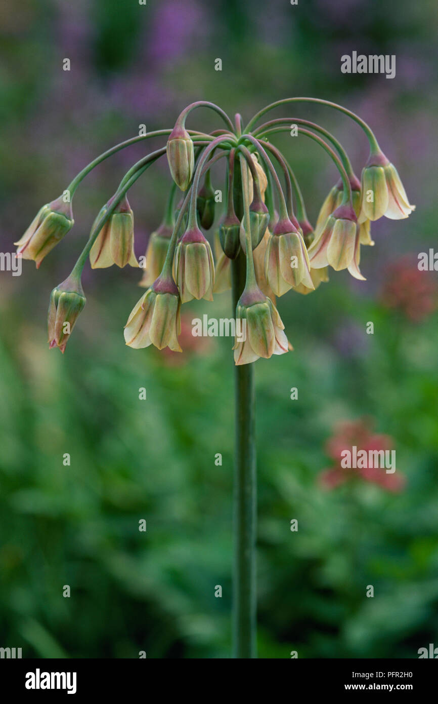 Fleur tombante en forme de cloche Banque de photographies et d'images à  haute résolution - Alamy