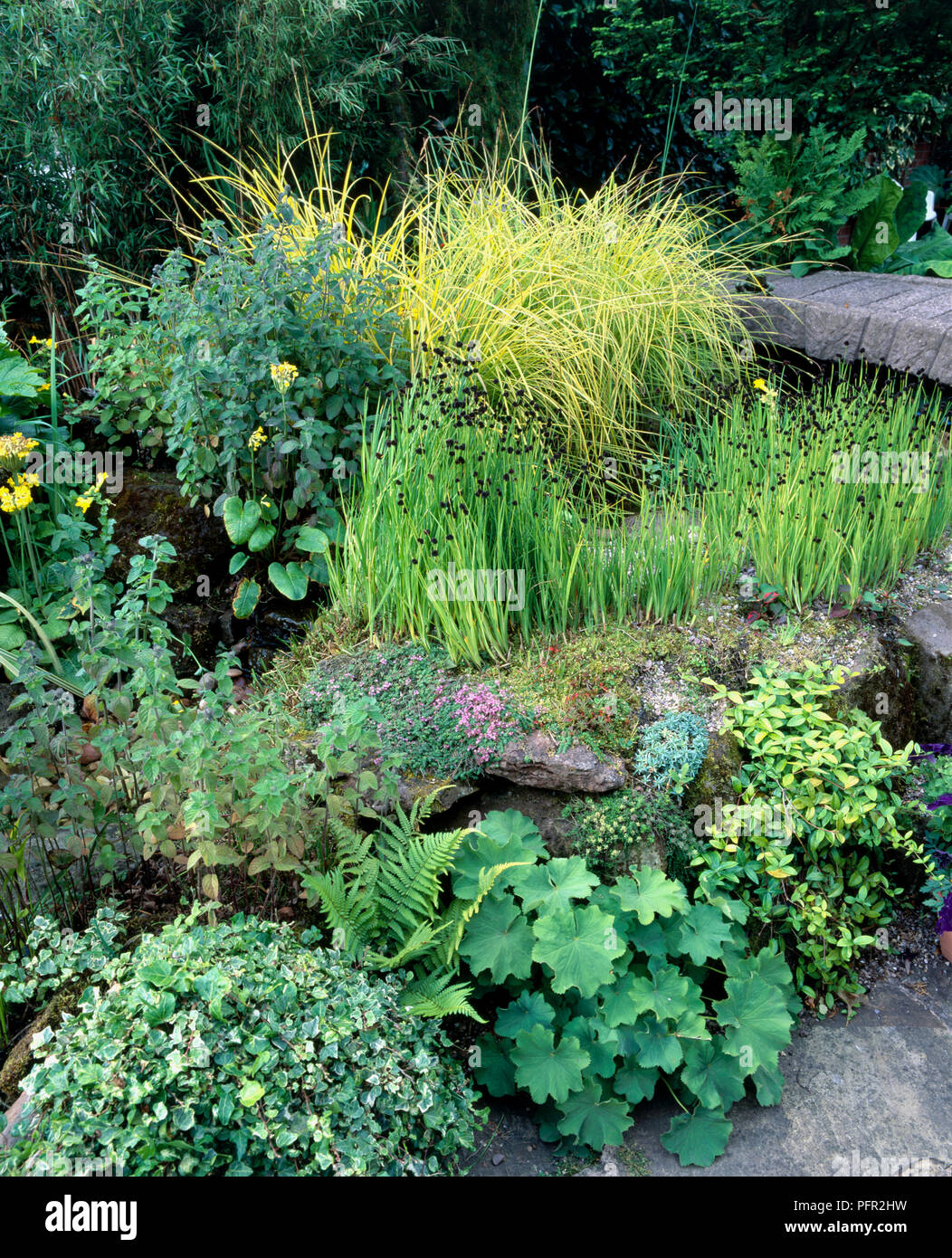 Jardin d'eau avec bien établi de fougères, roseaux, primula et herbes Banque D'Images