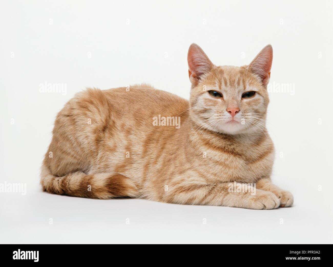 Ginger tabby cat Banque D'Images