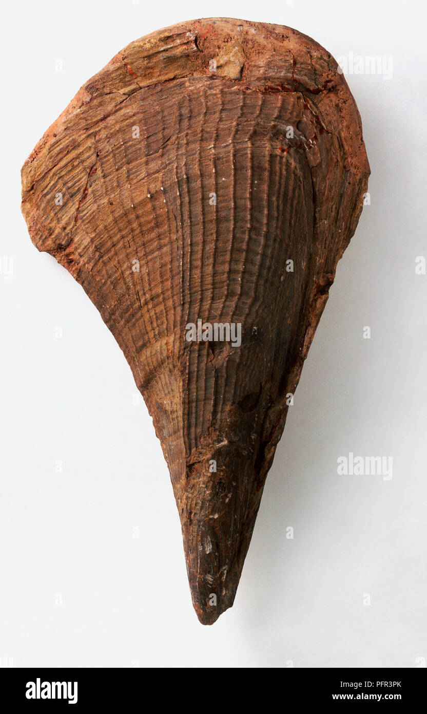Pinna fossilisés shell hartmanni Banque D'Images