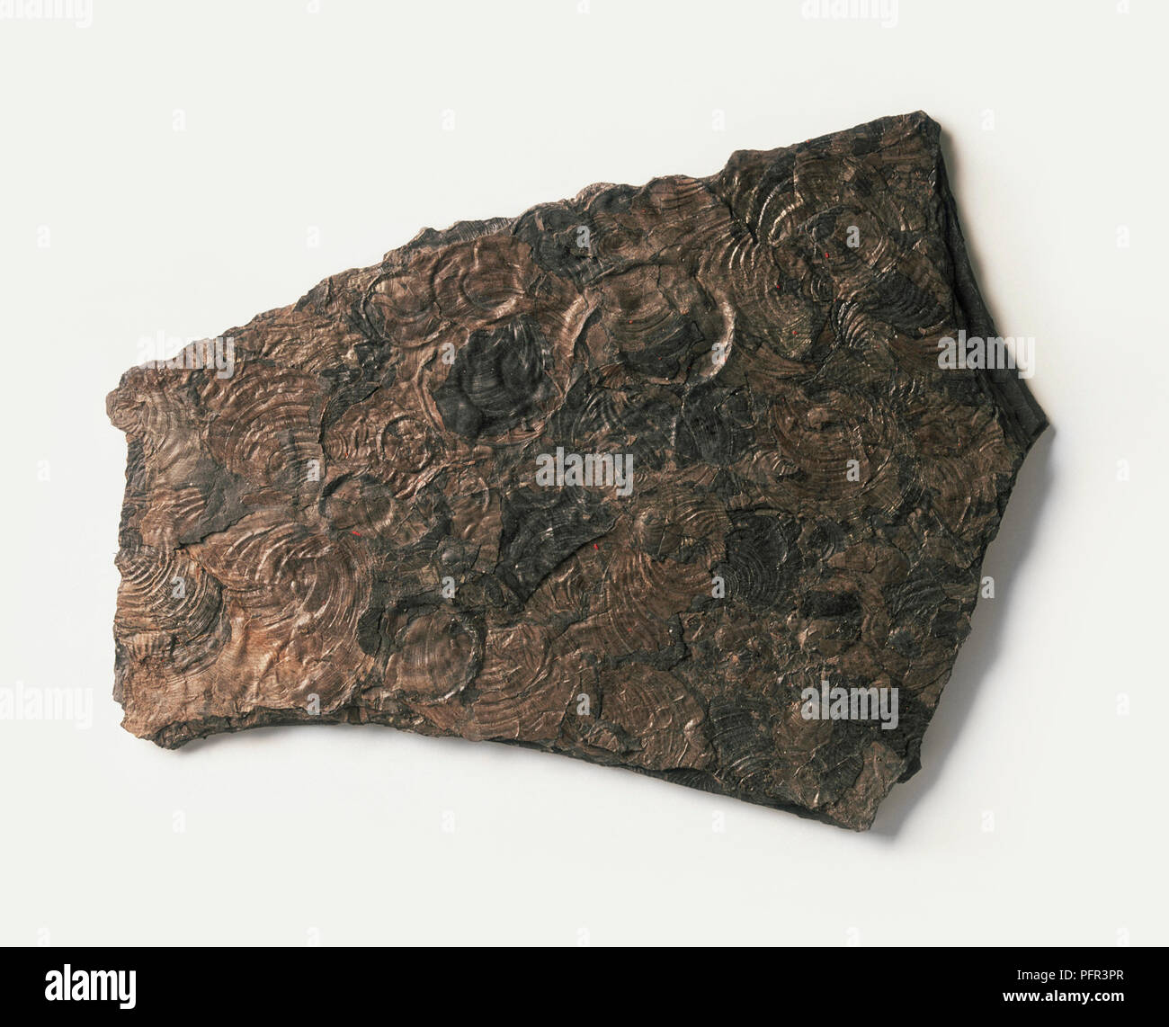 Posidonie radiata, écrasé les coquilles de moules en papier dans le schiste argileux fossilisé Banque D'Images
