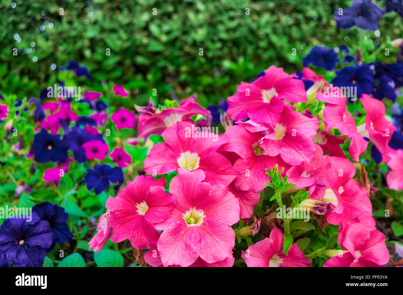 Deep Purple Rose et fleurs dans le jardin avec verdure floue en arrière-plan. De Mascate, Oman. Banque D'Images