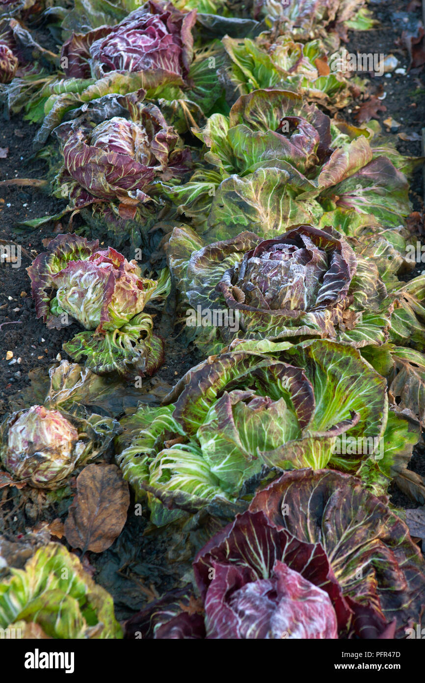 Le radicchio 'Palla Rossa' en hiver Banque D'Images