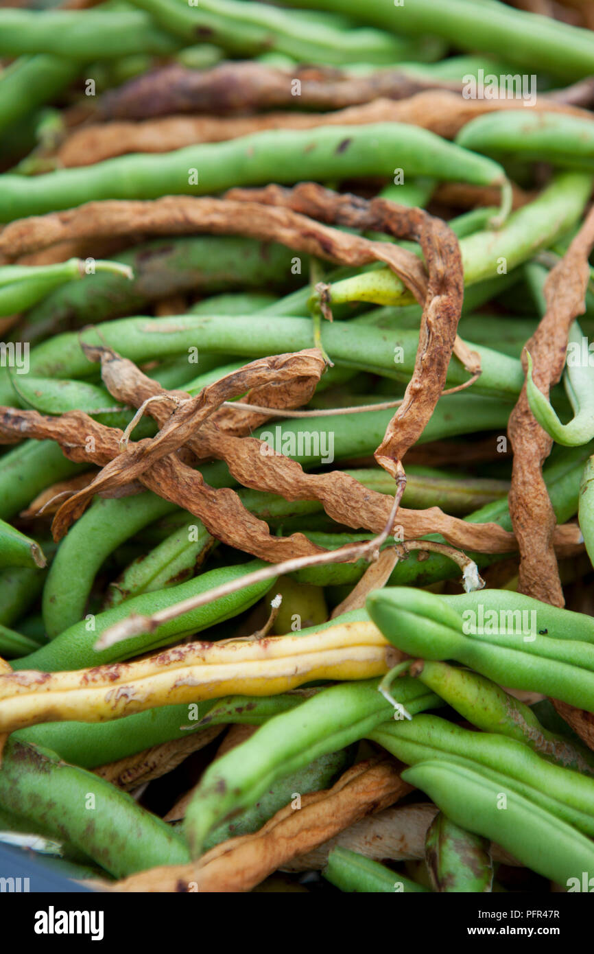 Les haricots d'Espagne pour la collecte de semences de séchage Banque D'Images