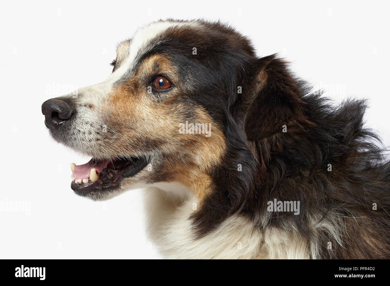 Chien de race Banque D'Images