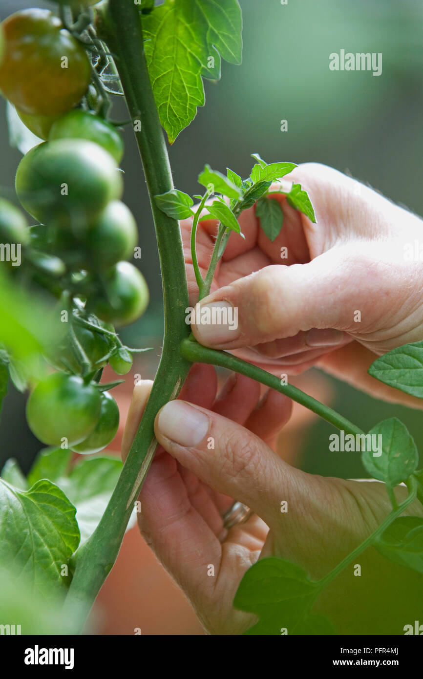 Côté pinçant shoots off plant de tomate, Tomate 'Gardener's Delight', close-up Banque D'Images