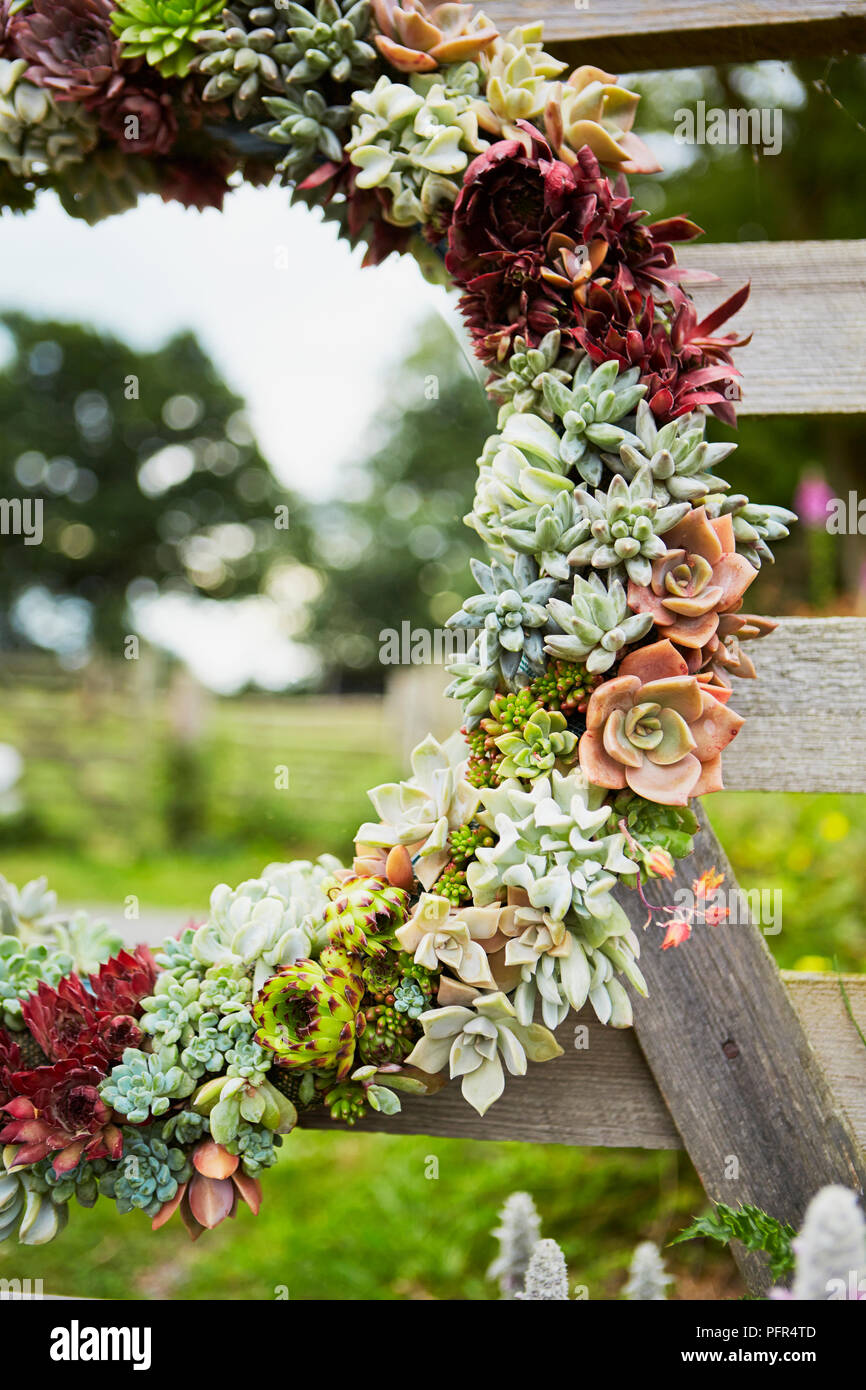 Couronne de succulentes châssis Miroir, miroir vivant, avec la réflexion de campagne Banque D'Images