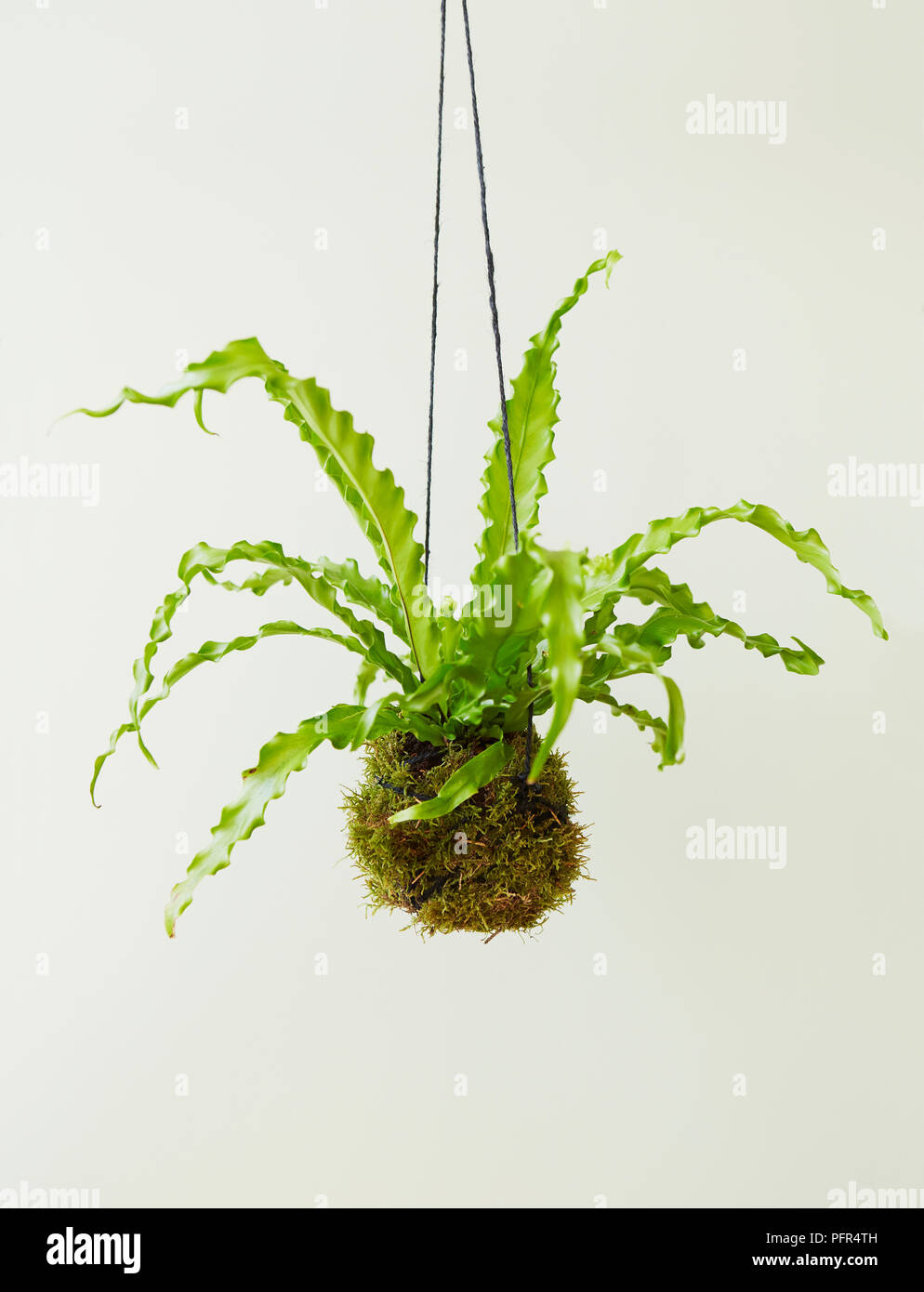 Kokedama plantes suspendues, Nephrolepis exaltata (sword fern) Banque D'Images
