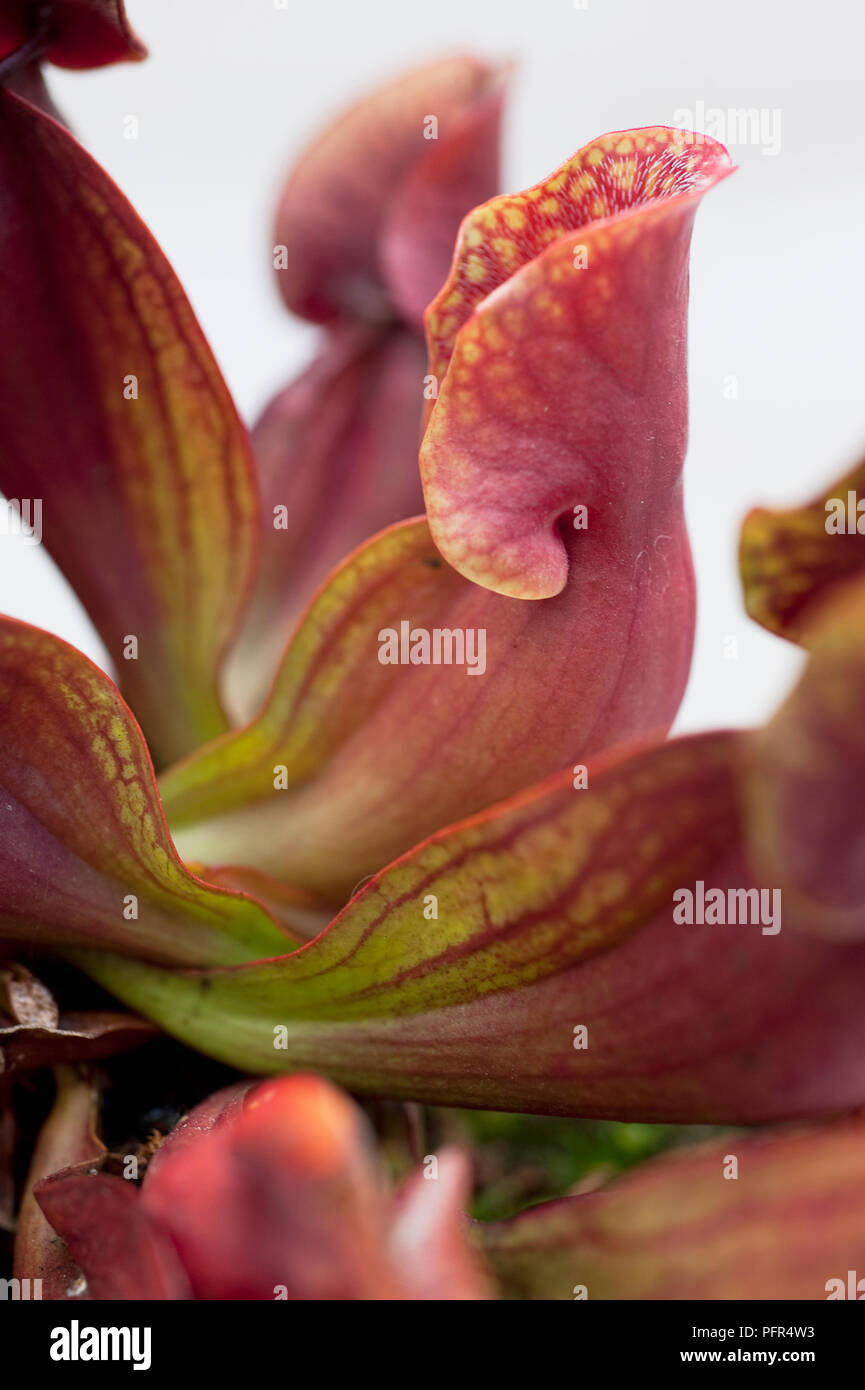 Close up de plante carnivore Sarracenia, Banque D'Images