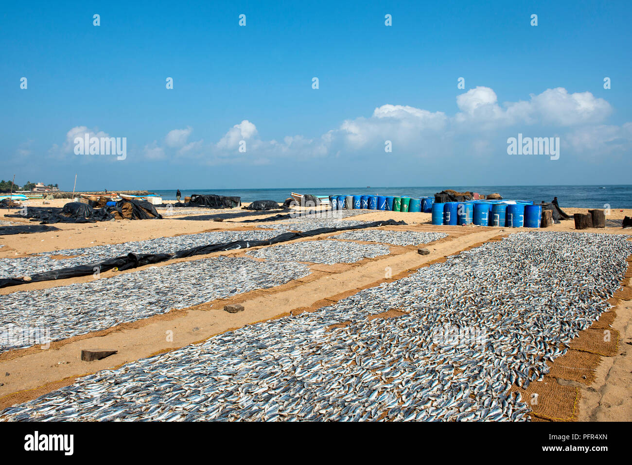 Sri Lanka, Province de l'Ouest, plage de Negombo, le poisson mis à sécher sur la plage Banque D'Images