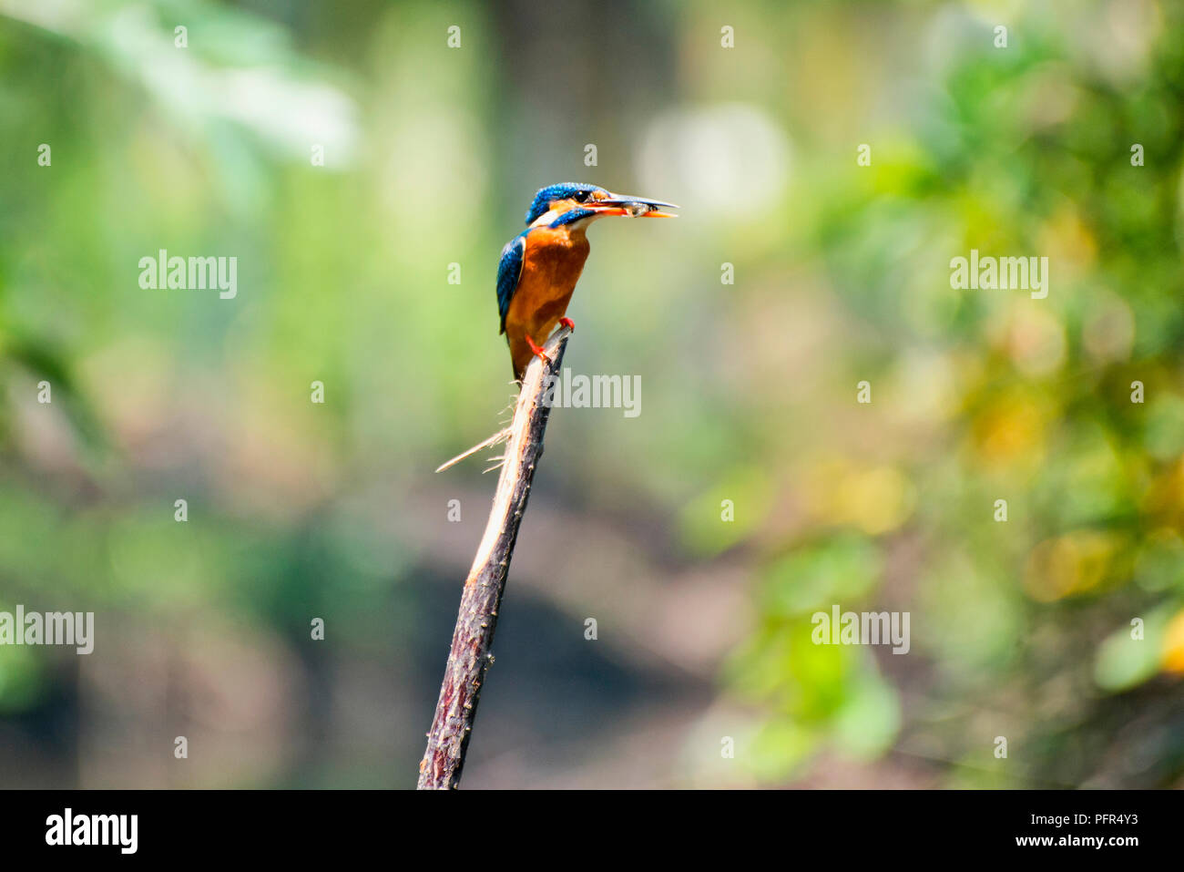 Sri Lanka, Province de l'Ouest, Negombo, Marais Muthurajawela, Kingfisher percher sur tige de la plante Banque D'Images