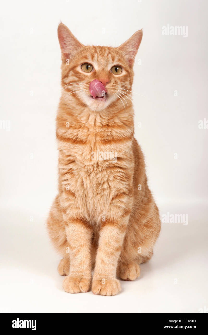 Kurilian Shorthair cat Banque D'Images