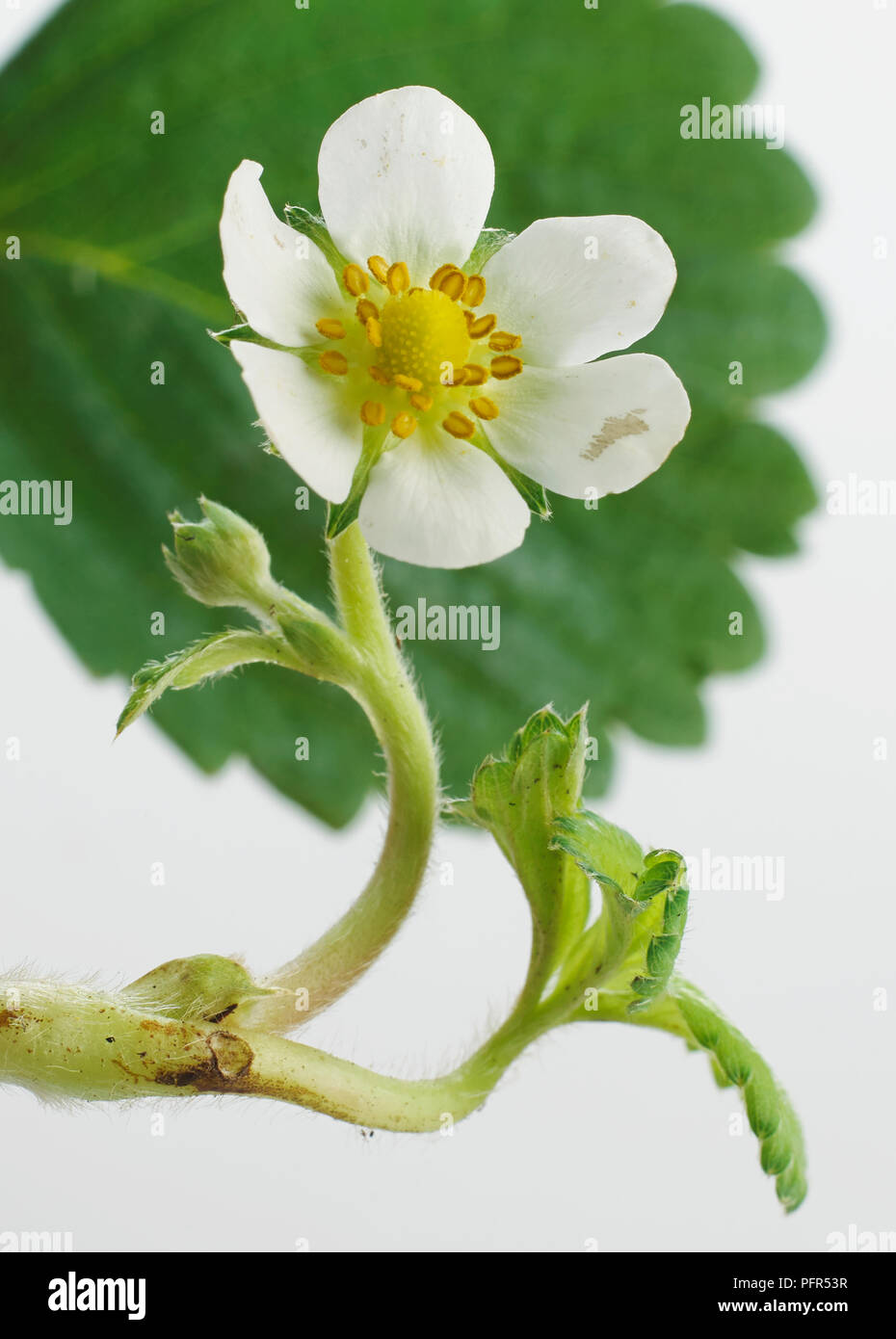 Fleur de fraisier Banque D'Images