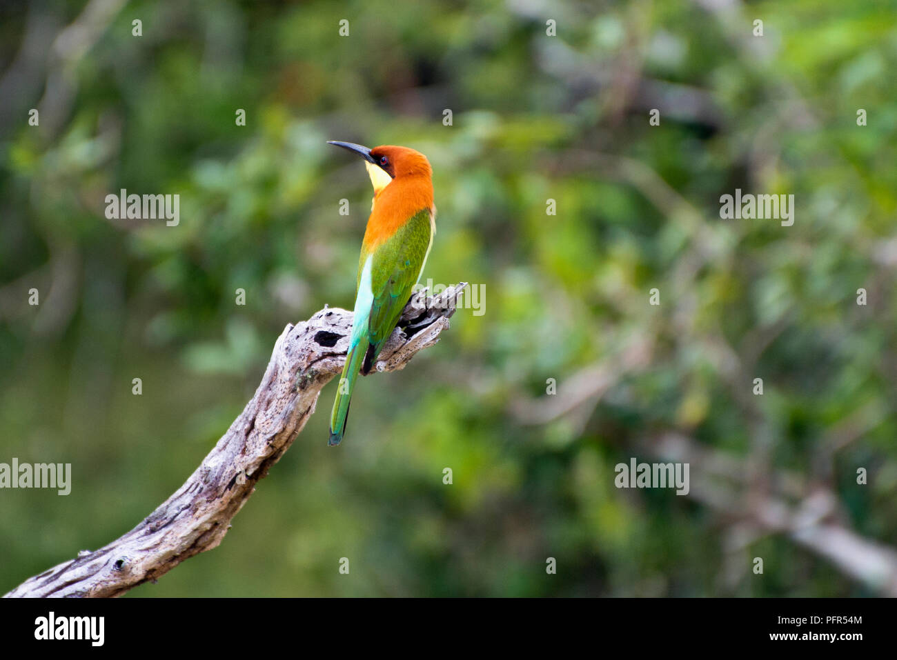 Sri Lanka, Province du Sud, Tissamaharama, parc national de Yala, bird perching on branch Banque D'Images