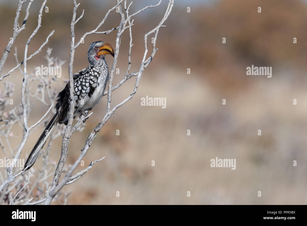 Calao à bec jaune assis dans les branches d'arbres morts séchés à avec l'espace pour le texte sur la droite, la Namibie Banque D'Images