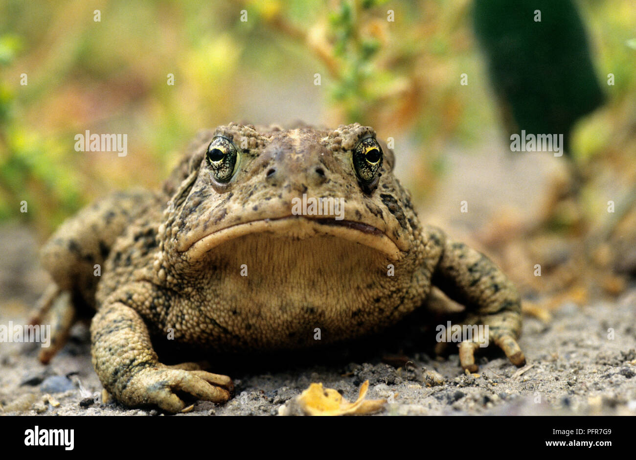 Le Crapaud de Woodhouse près de la rivière Snake dans Comté de Canyon, Arizona Banque D'Images
