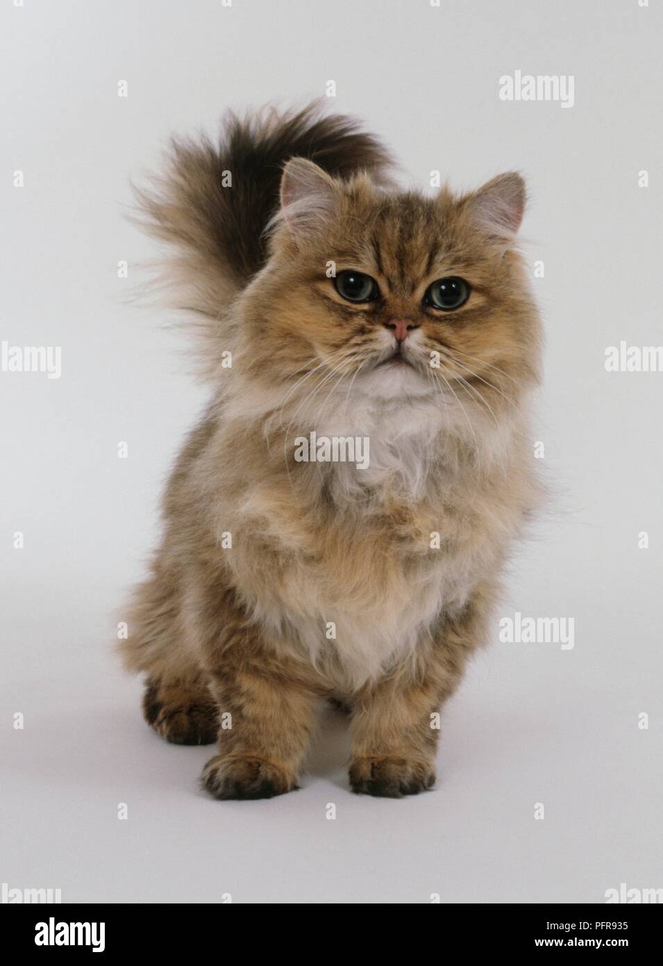 Chat Persan Golden Chaton Front View Photo Stock Alamy
