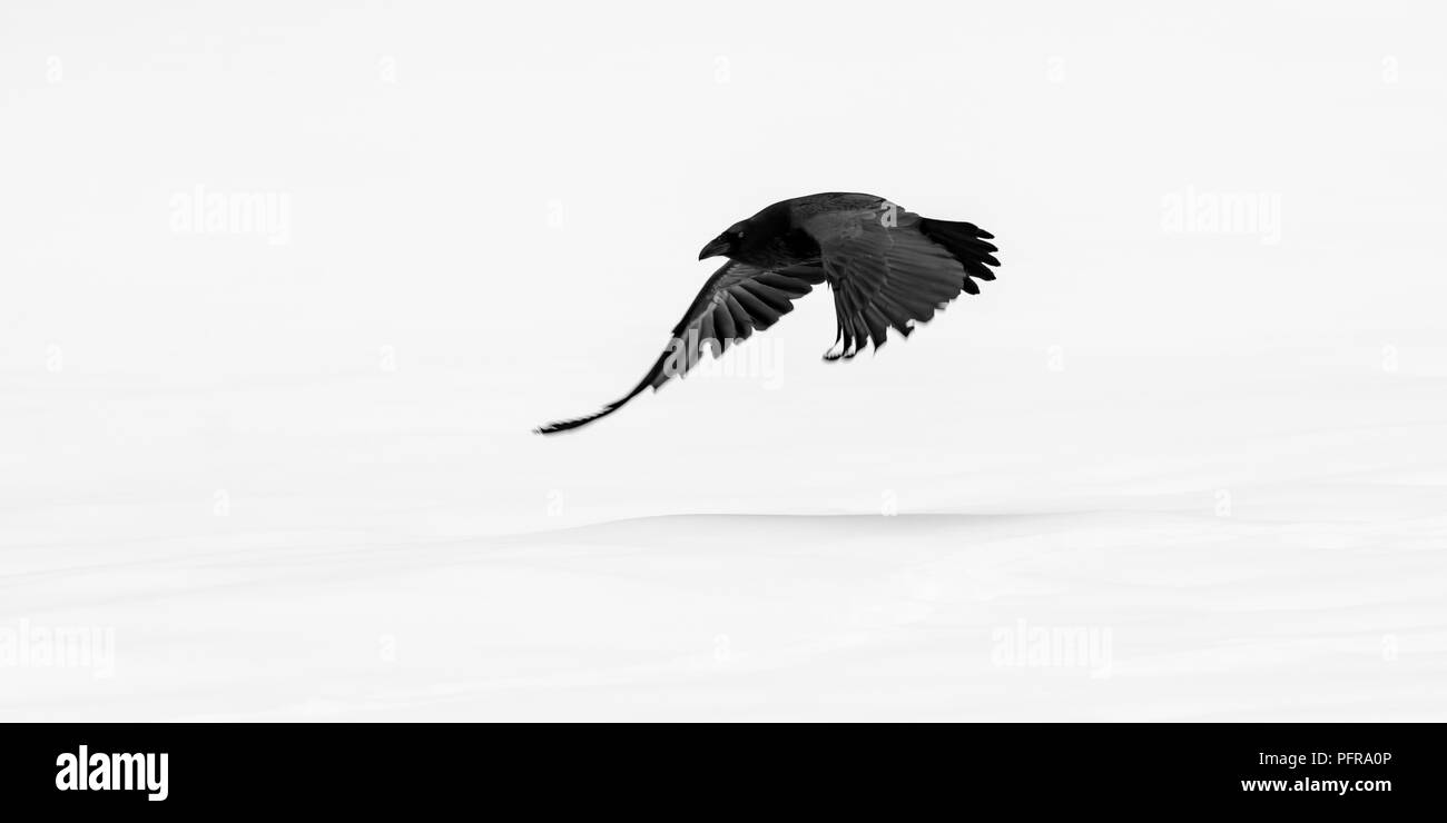 Grand Corbeau (Corvus corax) volant au-dessus de sol couvert de neige dans le Parc National de Yellowstone, Wyoming, USA, en hiver. Banque D'Images