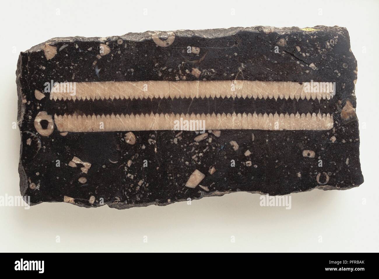 Carboniforous noir tige calcaire crinoïde montrant Banque D'Images