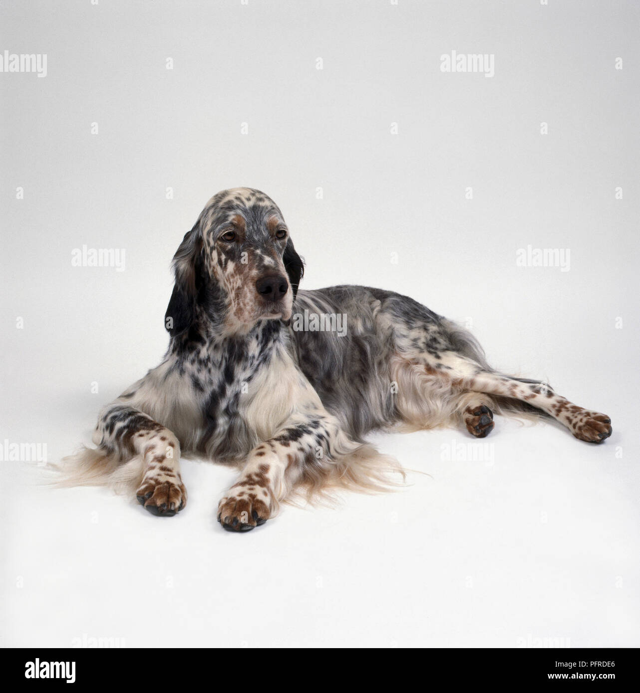 Le noir et blanc Setter Anglais chien couché Banque D'Images