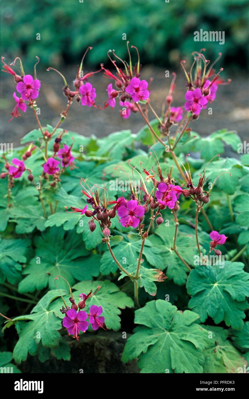 Geranium macrorrhizum 'Czakor', feuilles et fleurs violettes Banque D'Images