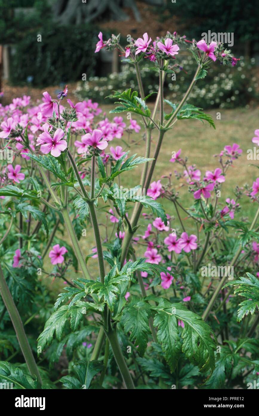 Geranium palmatum de petites fleurs roses sur de longues tiges avec des feuilles vertes Banque D'Images