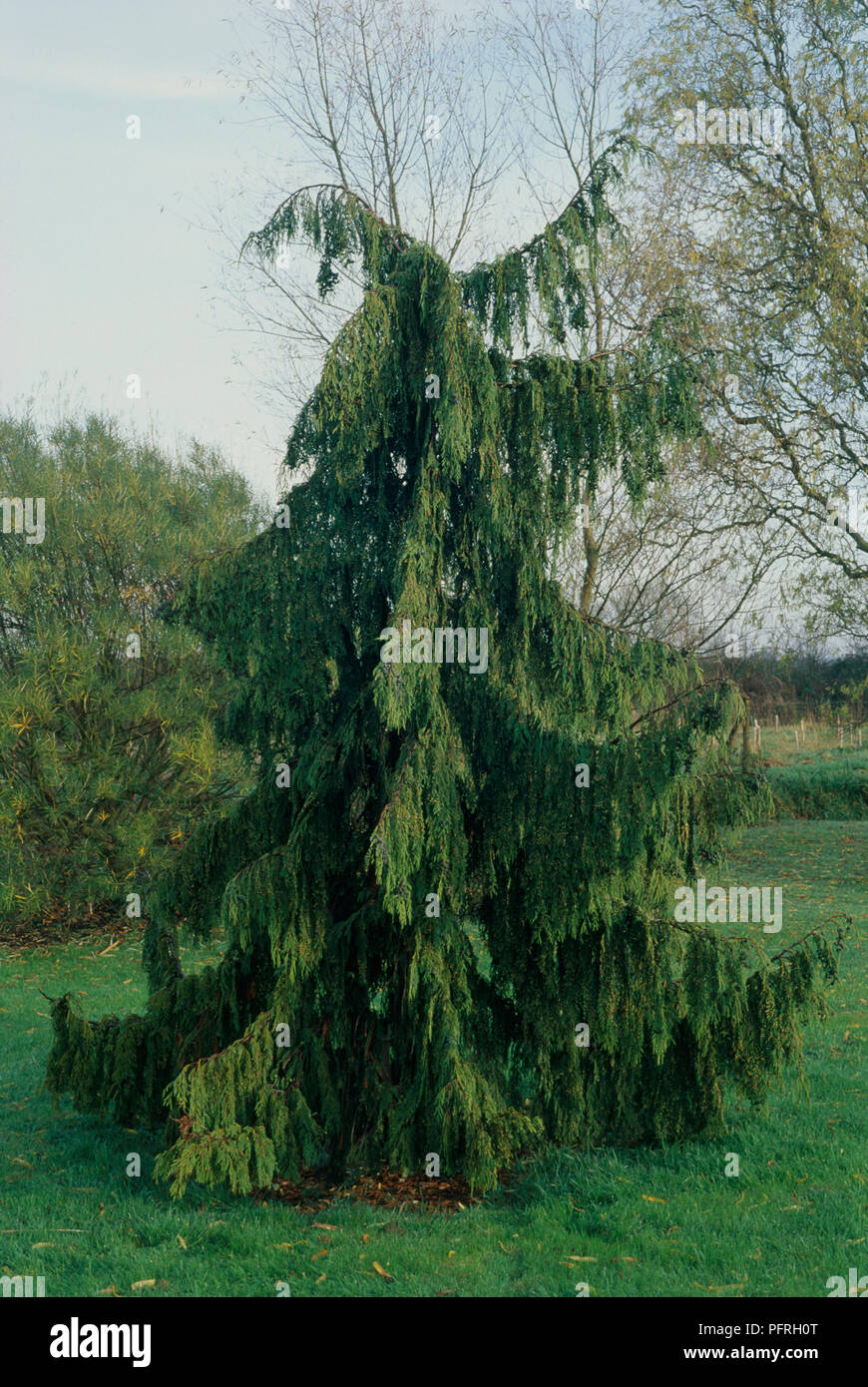 Chamaecyparis nootkatensis 'Pendula' (Nootka) Cypress tree in park Banque D'Images