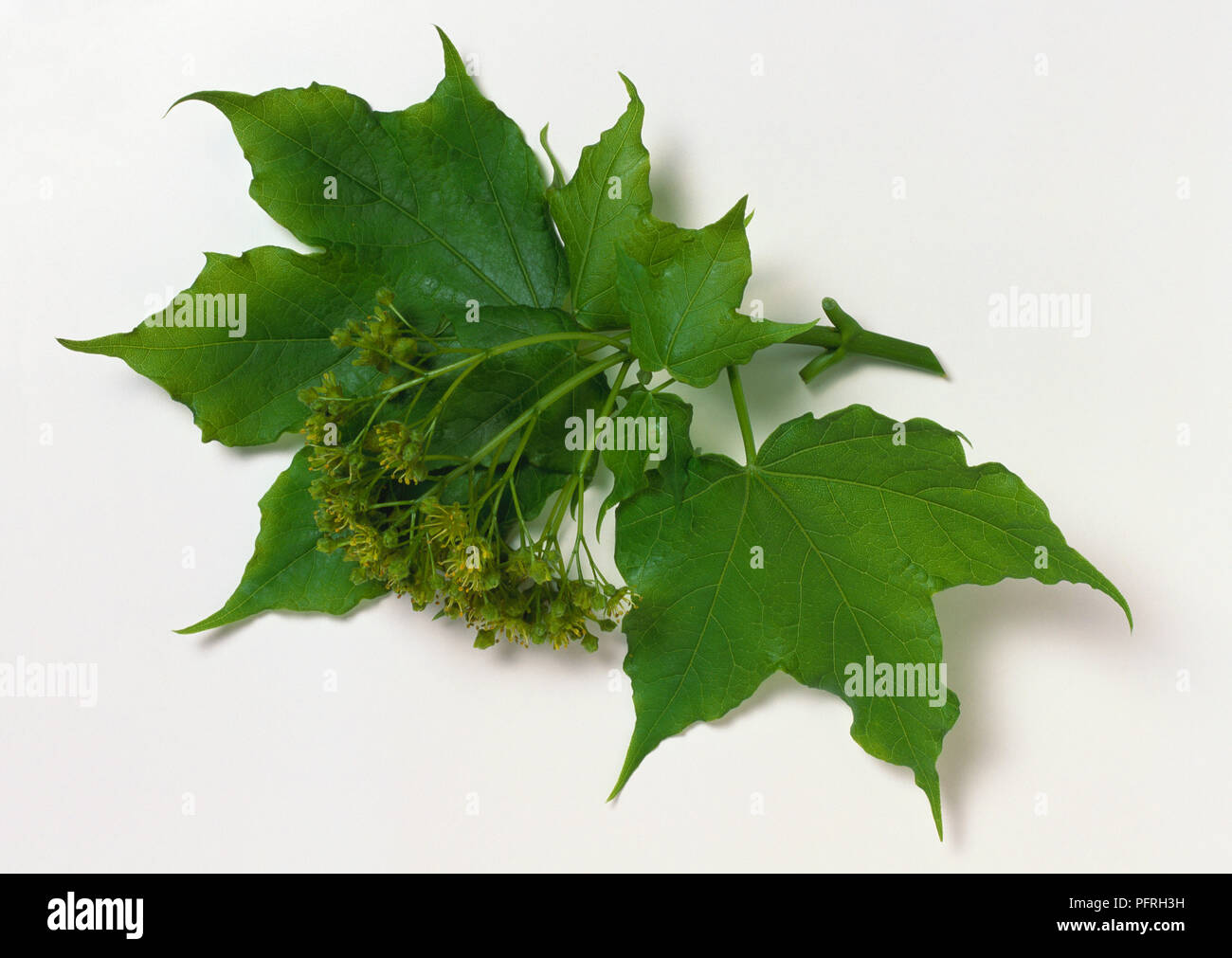 Acer lobelii (Lobel), d'érable ou de la direction générale de la tige, les jeunes feuilles lobées palmately et cluster de minuscules fleurs vertes Banque D'Images