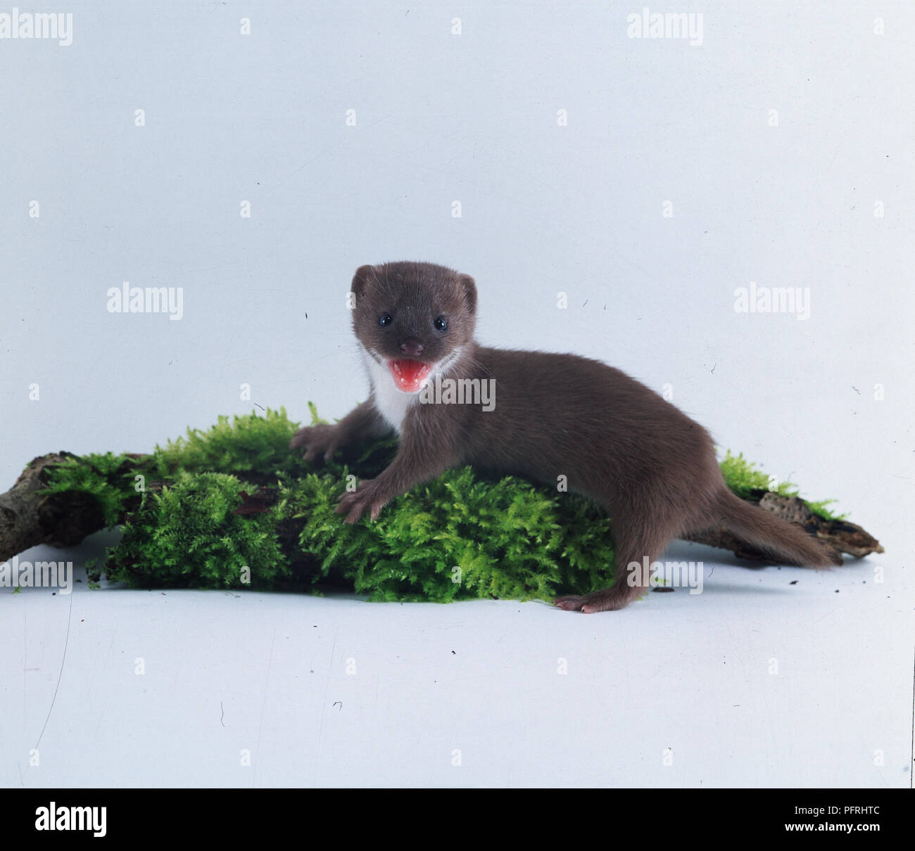 La Belette Mustela Nivalis La Belette Pygmee Famille Des Mustelides Belette Bebe Couvert De Mousse Sur Ses Dents A Nu Au Sol Photo Stock Alamy La Belette Mustela Nivalis La Belette Pygmee Famille Des Mustelides Belette Bebe Couvert De Mousse Sur Ses Dents A Nu Au Sol Photo Stock Alamy