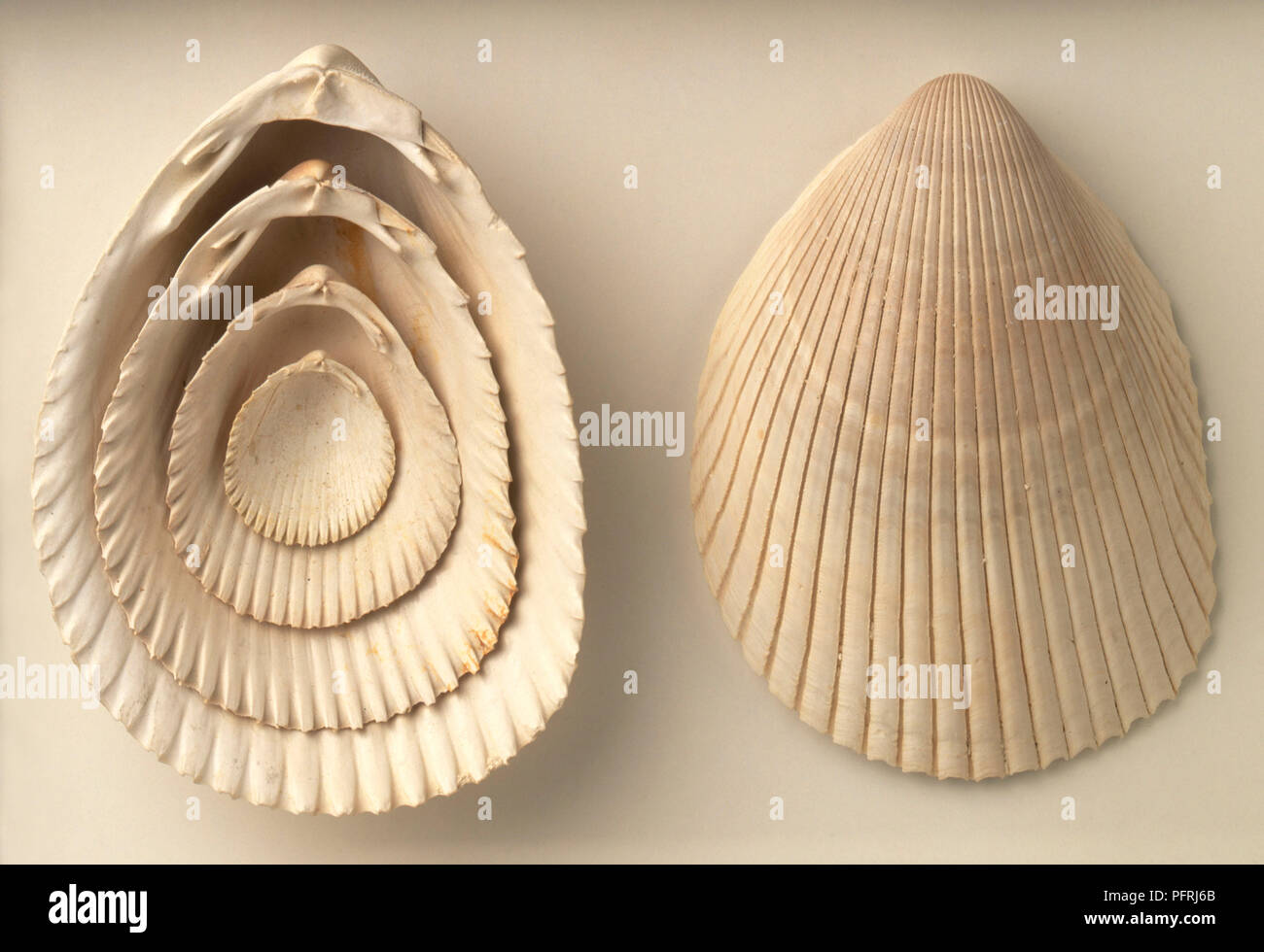 Acrosterigma dalli (Cockle) coquillages, Plio-Pleistocene era Banque D'Images