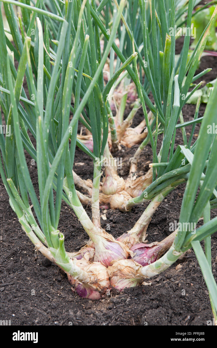 L'Allium cepa var. aggregatum 'Red Sun' (Échalote) croissant dans un potager, close-up Banque D'Images