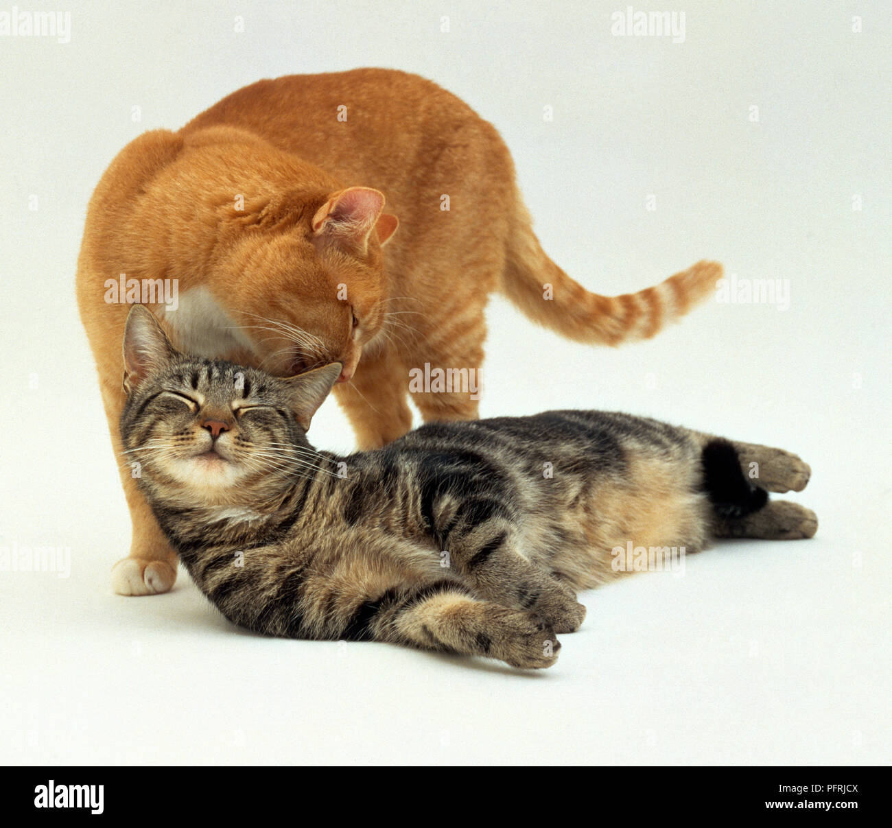 Un Chat Male Femelle Gingembre Toilettage Chat Tigre Photo Stock Alamy Un Chat Male Femelle Gingembre Toilettage Chat Tigre Photo Stock Alamy