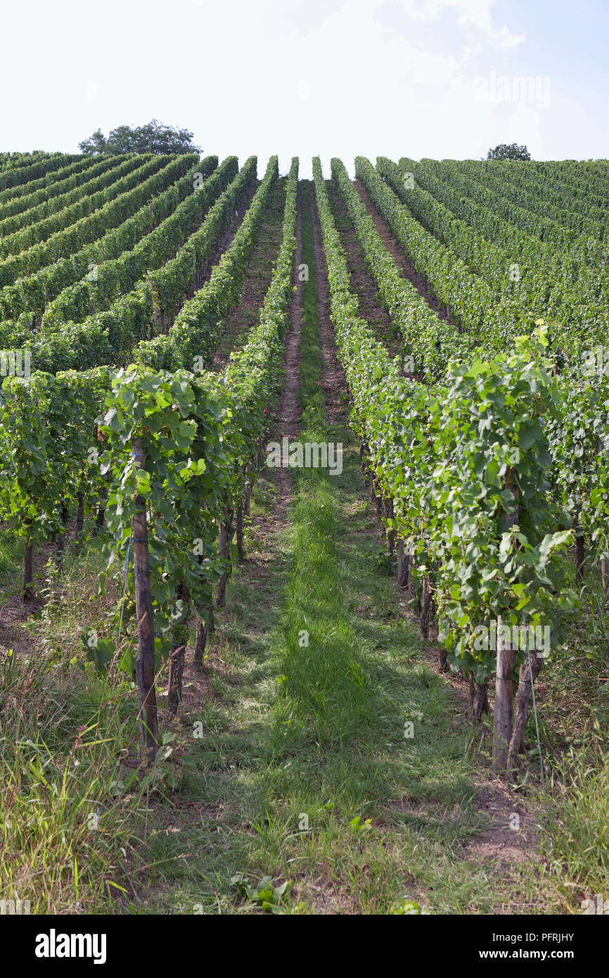 La Belgique, les vignobles en vallée de la Moselle Banque D'Images